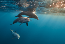 Dolphin